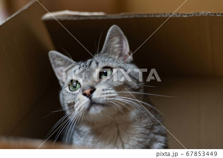 段ボールに入った猫ちゃん サバトラ猫 段ボールに入った猫ちゃん サバトラ猫 67853449