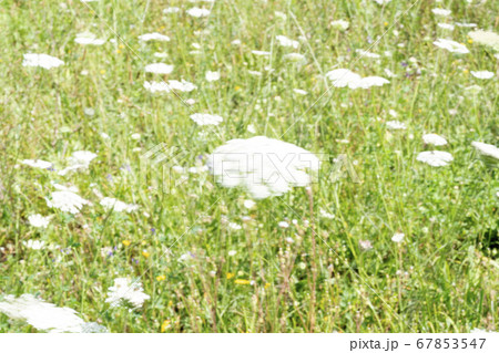 Field of Ammi majus. Bullwort, Queen Anne lace, Field of Ammi majus. Bullwort, Queen Anne lace, 67853547