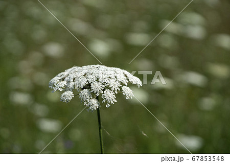 Field of Ammi majus. Bullwort, Queen Anne lace, 67853548