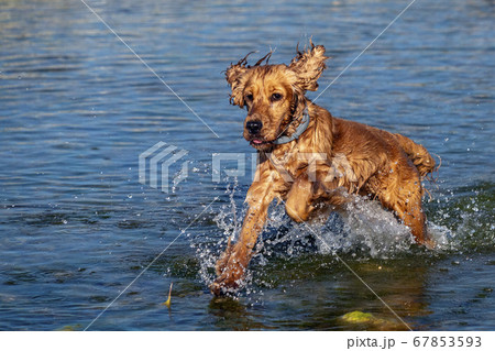 happy puppy dog cocker spaniel in the river happy puppy dog cocker spaniel in the river 67853593