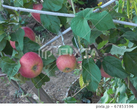 Apples~Symbol of love~ Apples~Symbol of love~ 67853596