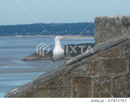 Seagull Seagull 67853767