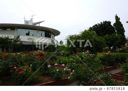 道の駅めぬまアグリパークバラ園 67853818