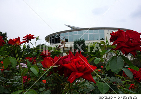 道の駅めぬまアグリパークバラ園 67853825