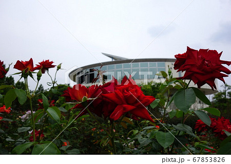 道の駅めぬまアグリパークバラ園 67853826