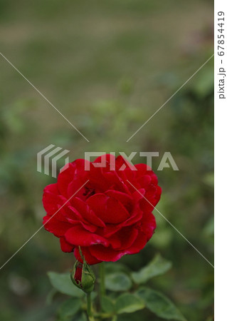 荒尾市 おもやい市民花壇 バラの花 荒尾市 おもやい市民花壇 バラの花 67854419