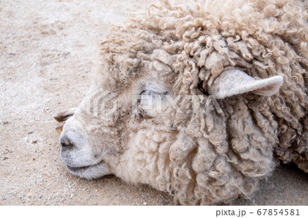 スヤスヤと眠る羊のアップ スヤスヤと眠る羊のアップ 67854581
