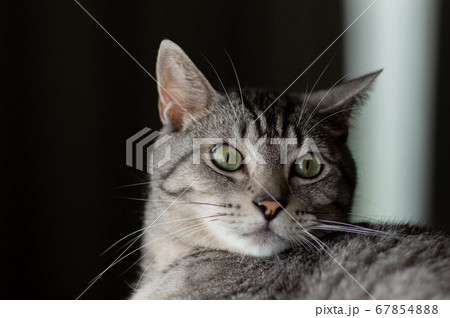 見つめる猫 サバトラ猫 見つめる猫 サバトラ猫 67854888