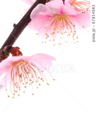 淡いピンク色の梅の花 白背景 クローズアップの写真素材