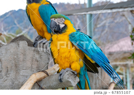 ルリコンゴウインコ ルリコンゴウインコ 67855107
