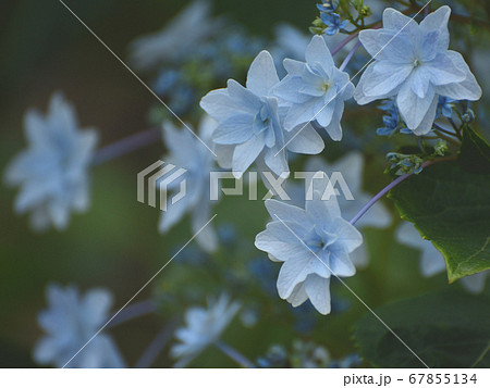 紫陽花 紫陽花 67855134