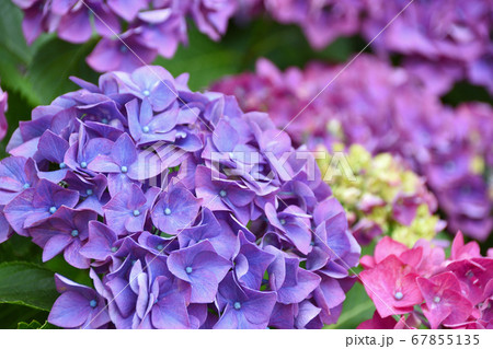 紫陽花 紫陽花 67855135