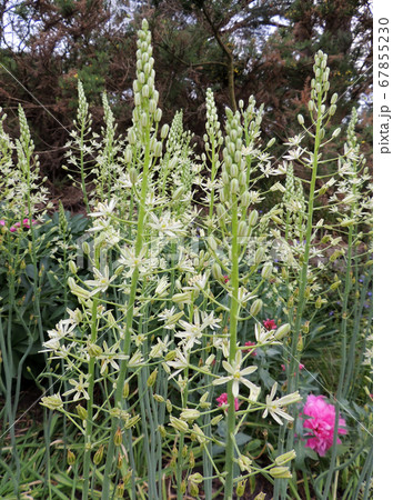 Prussian asparagus in the garden Prussian asparagus in the garden 67855230
