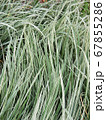 Variegated tuber oat grass. Background 67855286