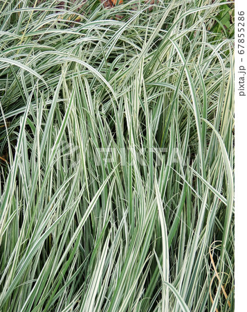 Variegated tuber oat grass. Background 67855286