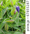 Clematis whole-leaved during flowering. Spring 67855287