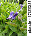 Clematis whole-leaved during flowering. Spring 67855288