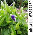 Clematis whole-leaved during flowering. Spring 67855332
