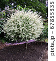 Willow with variegated leaves in spring 67855335