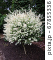 Willow with variegated leaves in spring 67855336