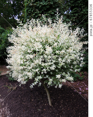 Willow with variegated leaves in spring 67855336