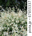 Willow with variegated leaves in spring 67855337