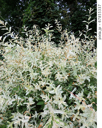 Willow with variegated leaves in spring 67855337