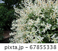 Willow with variegated leaves in spring 67855338