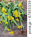 Golden Garlic or Lily Leek during flowering 67855339
