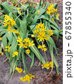 Golden Garlic or Lily Leek during flowering 67855340