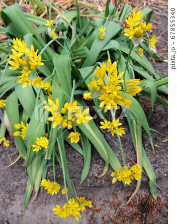 Golden Garlic or Lily Leek during flowering 67855340