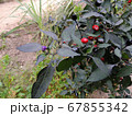 Annual decorative pepper with bright fruits 67855342