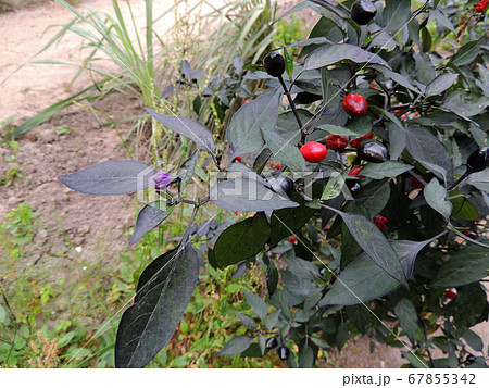 Annual decorative pepper with bright fruits 67855342