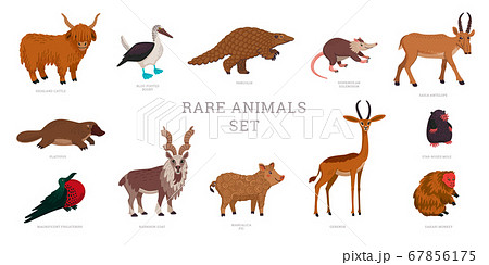 Rare Animals Collection World Rarest Animals のイラスト素材