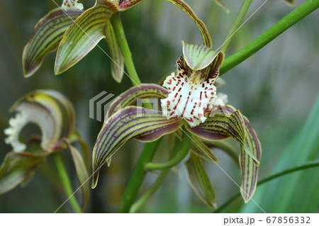 奇妙な蘭 奇妙な蘭 67856332