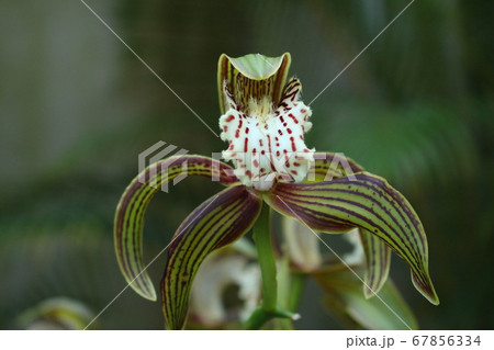 奇妙な蘭 奇妙な蘭 67856334