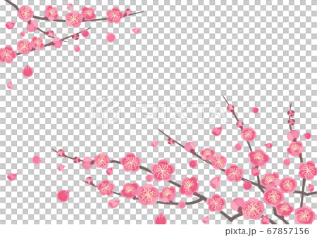 装飾フレーム-紅梅 67857156