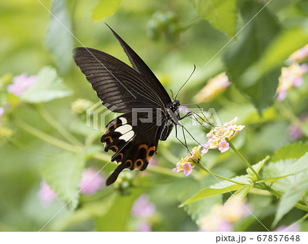 クロアゲハ 67857648