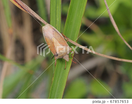 エビイロカメムシ 67857653