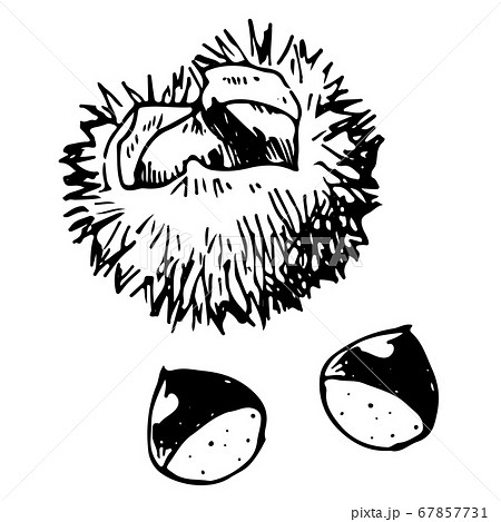 ペンで描いたいがぐりのイラスト素材