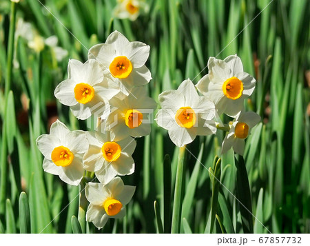 まだ寒い早春に咲く花 ニホンズイセンの写真素材
