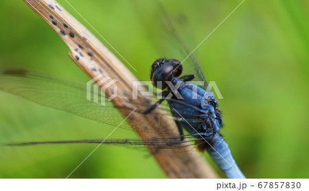 Blue dragon fly 67857830
