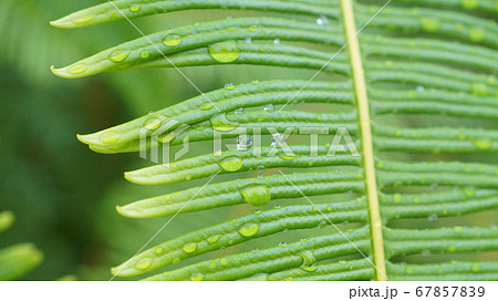 nature plant in forest nature plant in forest 67857839