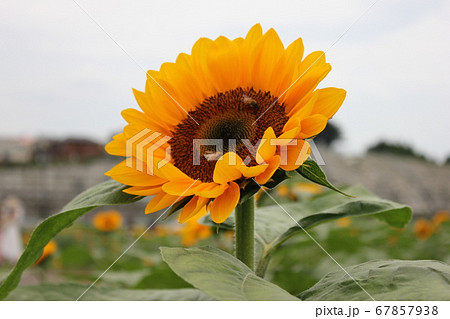 ひまわり -Sunflower-　 **＊＊＊向日葵＊＊＊** 67857938