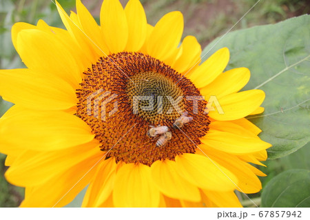 ひまわり -Sunflower-　 **＊＊＊向日葵＊＊＊** 67857942