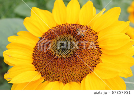 ひまわり -Sunflower- *****向日葵***** ひまわり -Sunflower- *****向日葵***** 67857951