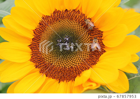 ひまわり -Sunflower-　 **＊＊＊向日葵＊＊＊** 67857953