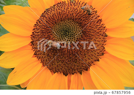 ひまわり -Sunflower-　 **＊＊＊向日葵＊＊＊** 67857956