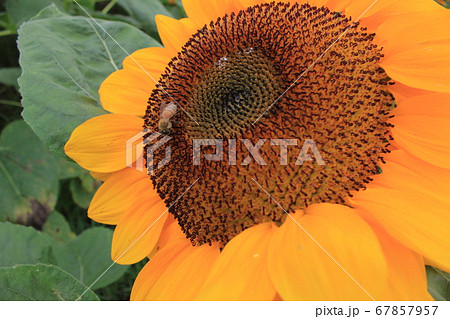 ひまわり -Sunflower-　 **＊＊＊向日葵＊＊＊** 67857957
