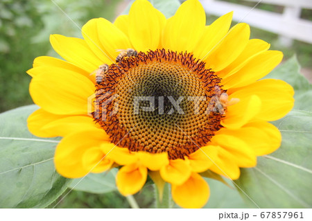 ひまわり -Sunflower-　 **＊＊＊向日葵＊＊＊** 67857961